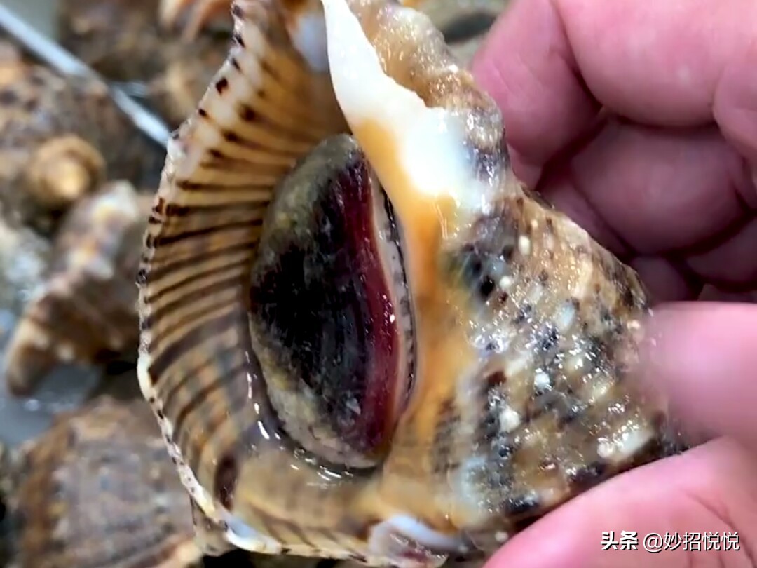 怎么挑选海螺最好,海螺挑选方法