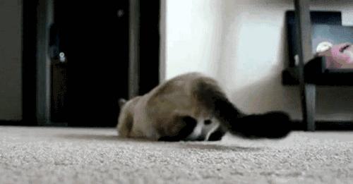 猫咪也会生气的视频,猫咪生气发怒哈气是怎么发出的