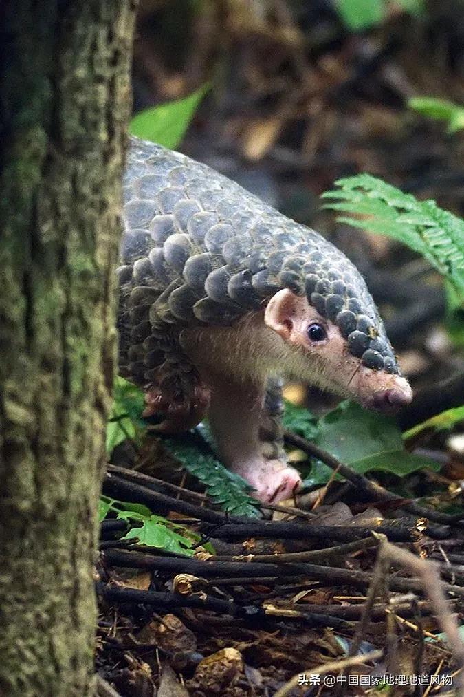 中国五大国家公园,中国十大私藏国家公园