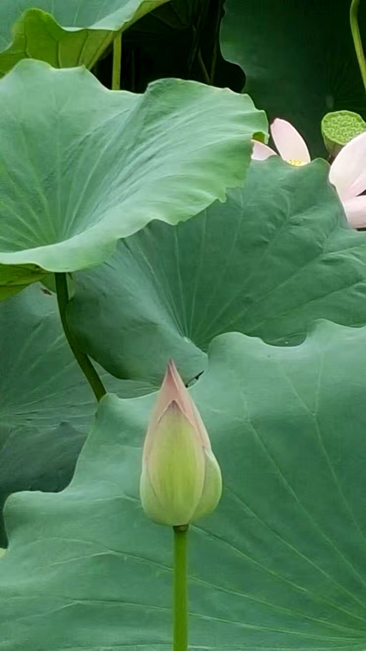 戳天灵,戳天花板楼上声音大吗