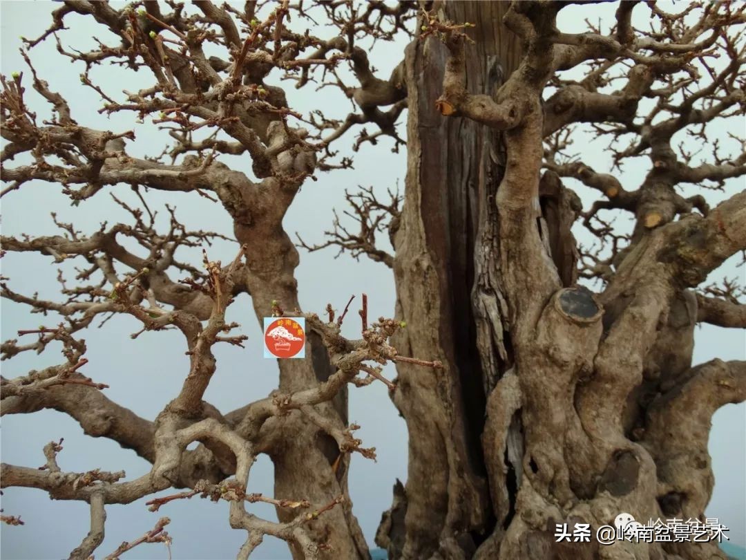 盆景对节白蜡是什么树,对节白蜡盆景是什么树