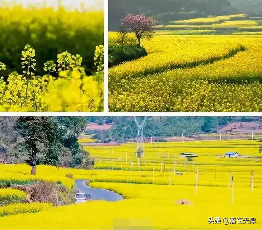 天津河北区桃花堤开了吗,天津看桃花的北运河桃花堤