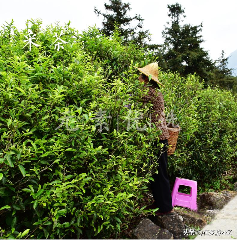 乌岽蜜兰香单枞的价格,乌岽单枞和蜜兰香有区别吗