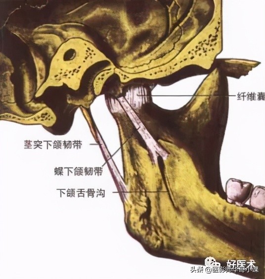 韧带解剖解说视频,韧带解剖图大全书