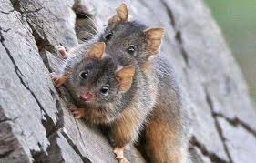 这种动物为交配而生，最长交配时间可达14小时，直到死才会停止