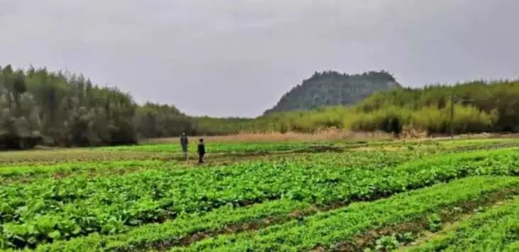 素食餐厅尴尬,素食餐厅为什么总是开不下去