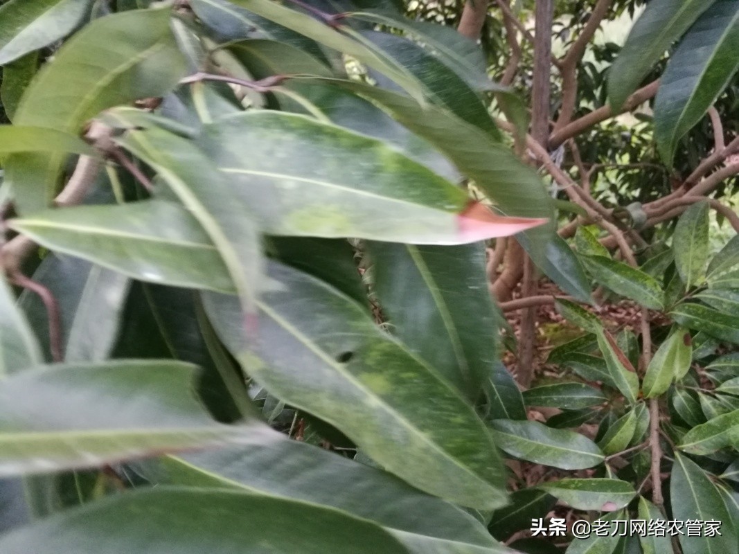 荔枝炭疽病喷什么药治疗效果好,荔枝炭疽病的最佳治疗方法