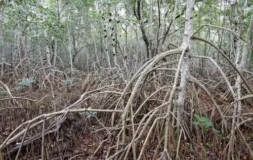 多肉长气根的原因及治疗,为啥多肉杆上长须根