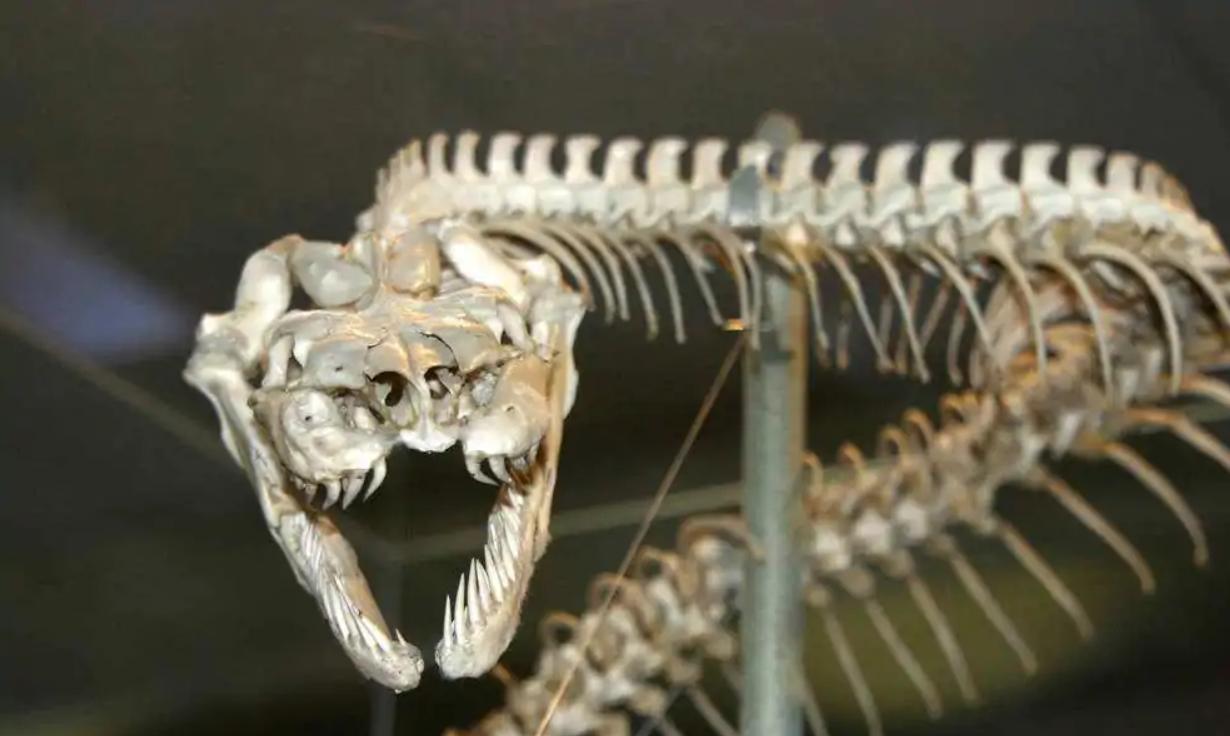 蛇会报复和记仇吗,人打蛇蛇会反击吗