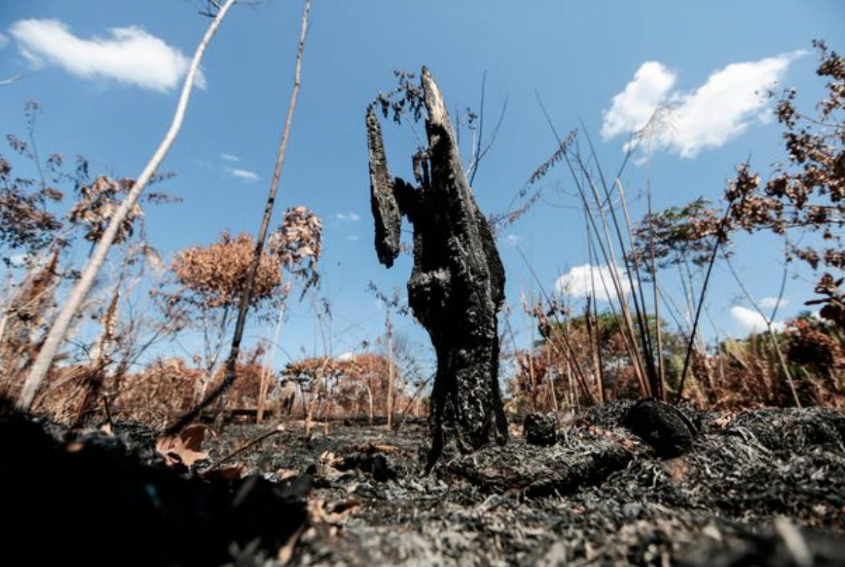 一场大火焚毁了巴西200年的历史,巴西热带雨林大火情况