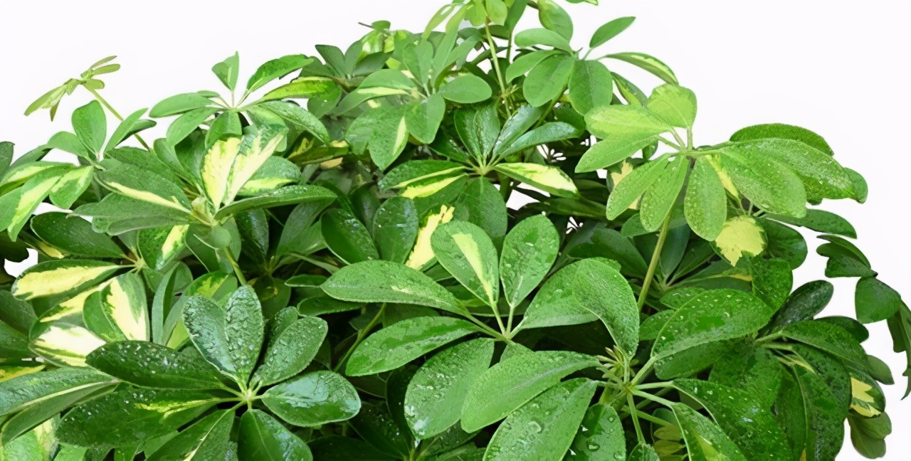 七为什么是最神奇的数字,为什么7是世界上最神奇的数字