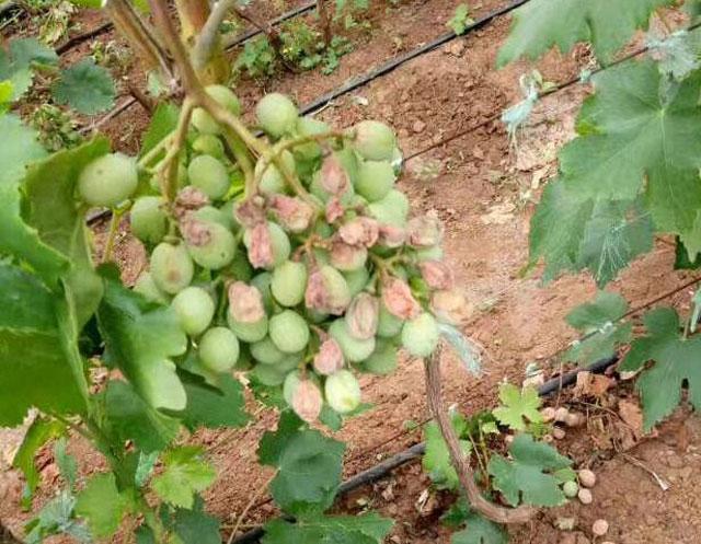 葡萄日灼病是什么病,葡萄日灼病症状比较少的品种