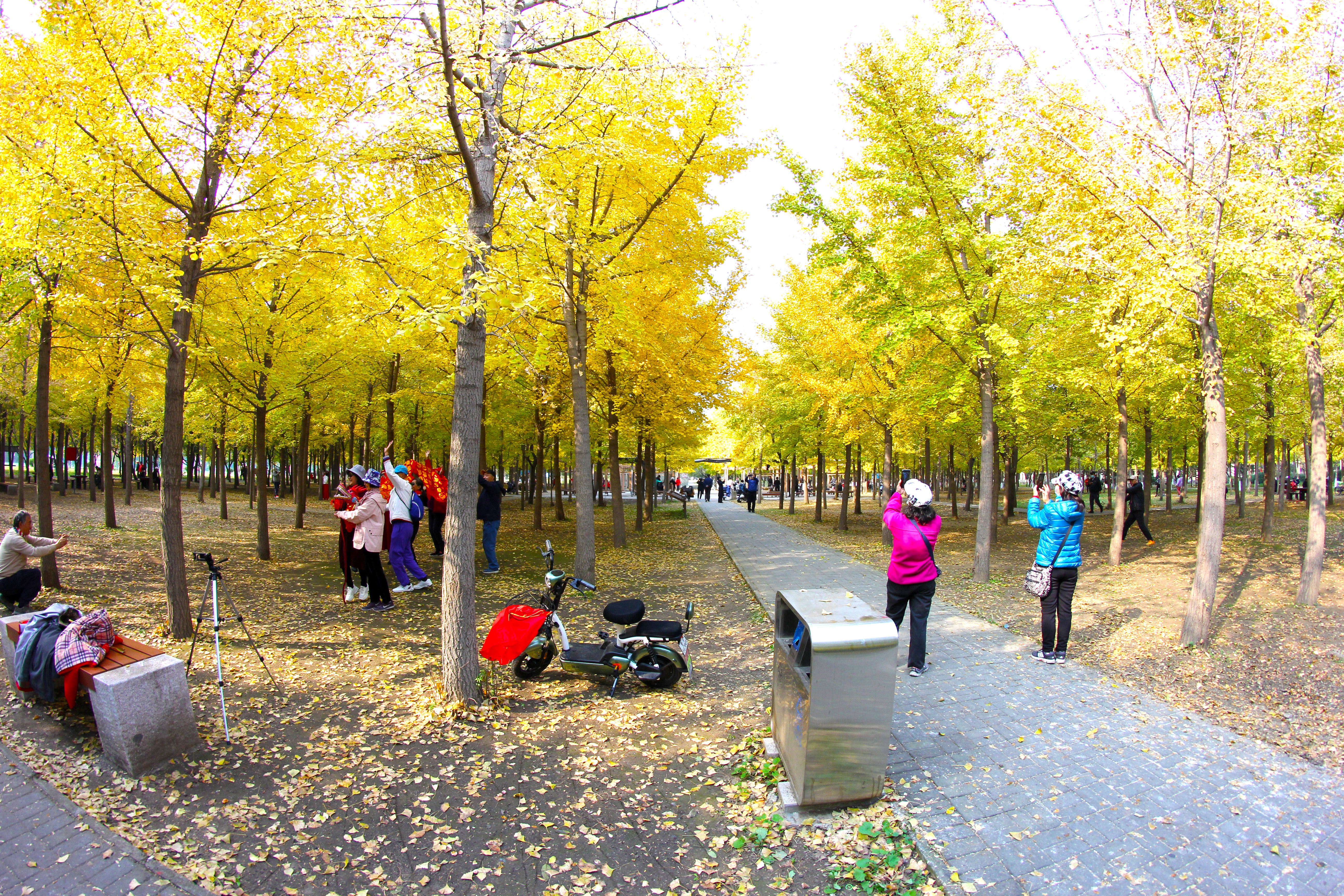 北京小众湿地公园免费,北京看银杏树林