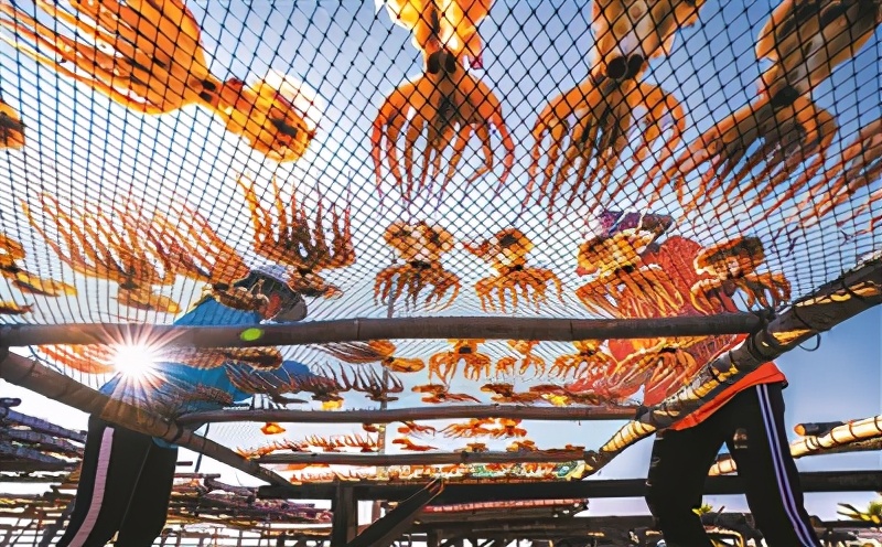 东山岛淡晒墨鱼干,海南特产淡晒墨鱼干