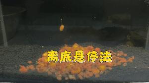 逗钓实操调漂技巧图解大全,钓鱼传统钓法是怎么调漂的