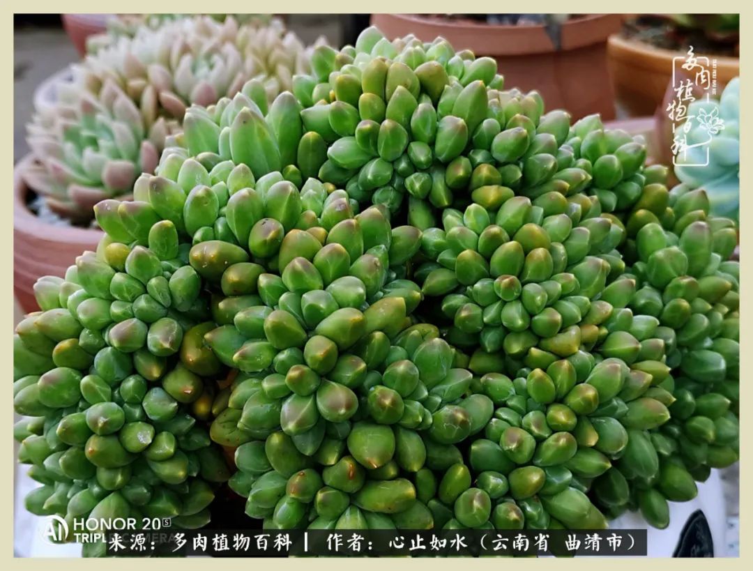 感谢陪伴感恩所有的遇见,让每个人都能感受到多肉的美好