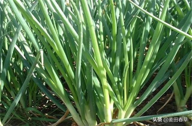 大葱春季地膜育苗方法和技术,春种玉米种植技术