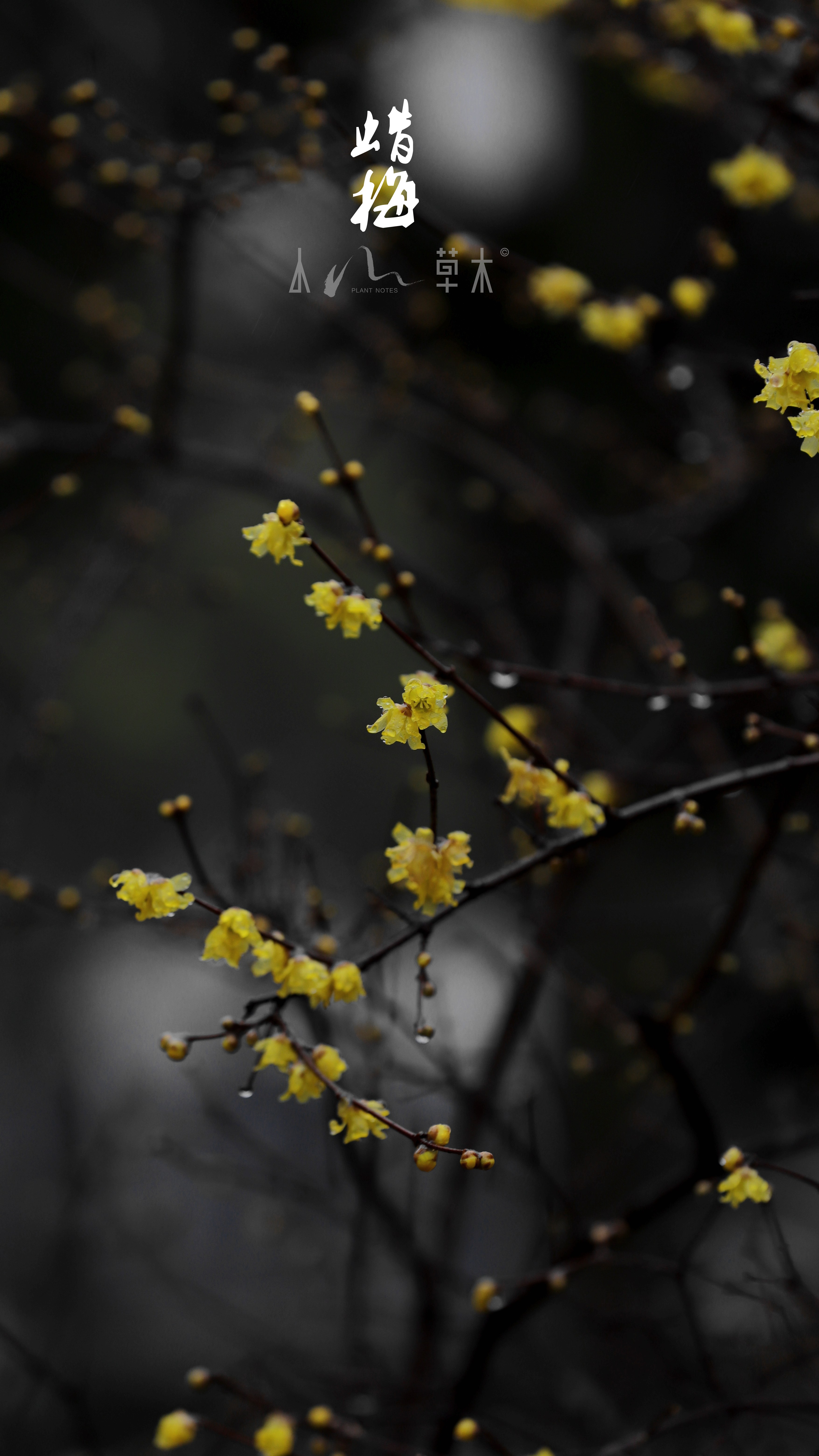 蜡梅|故人未寄岭头信，先报江南春意来