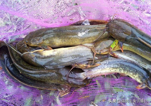 8根胡须的鱼跟塘角鱼差不多,8条胡须的埃及塘角鱼吃什么