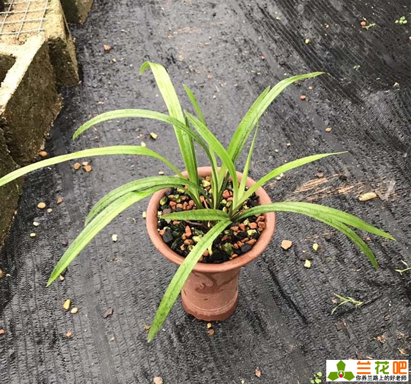 夏季兰花怎么养才能养好,夏季养兰3大浇水禁忌需牢记