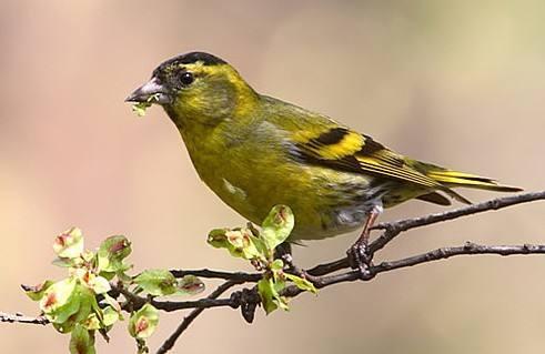 玉鸟和黄雀怎样繁殖视频,黄雀鸟北方什么季节繁殖