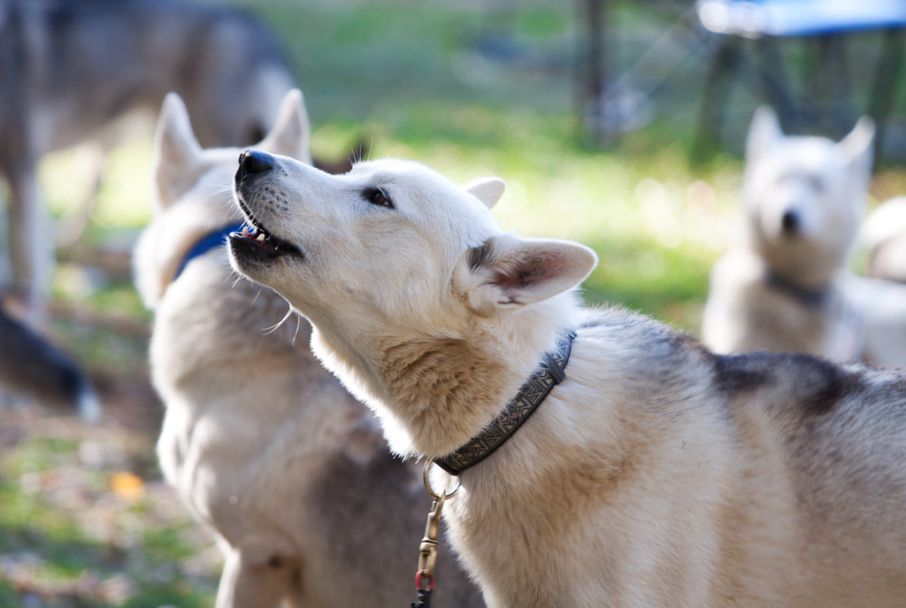 狗狗交配后竟转头就跑？背后真相有这些