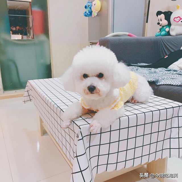 怎么样告诉狗狗行为是不正确的,狗狗犯错了怎么正确的教训它