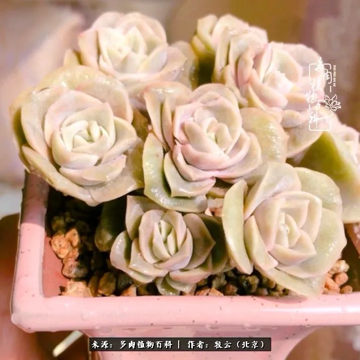 多肉植物一样的生机勃勃,多肉生活充满诗意