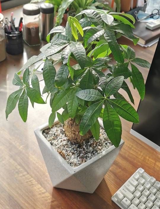 养好发财树好方法,发财树叶子长得繁茂还用修剪吗