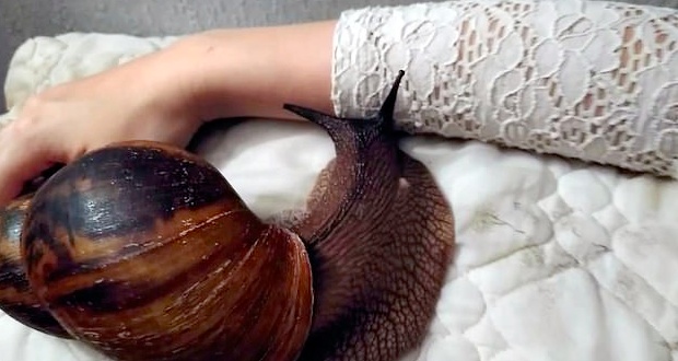 巨型蜗牛原来长这样,养一只巨型的非洲大蜗牛