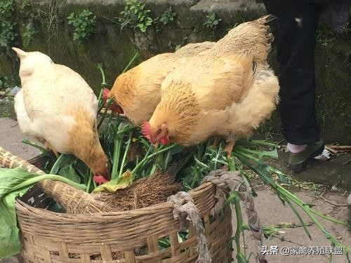 散养土鸡下蛋最佳方法,如何避免散养土鸡到处下蛋