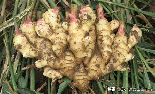 8月生姜价格行情分析,姜农想要提高收入,实现生姜高产才是关键