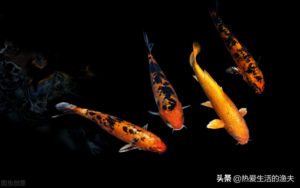 锦鲤烂嘴怎么治好得快,治疗锦鲤烂嘴的好方法