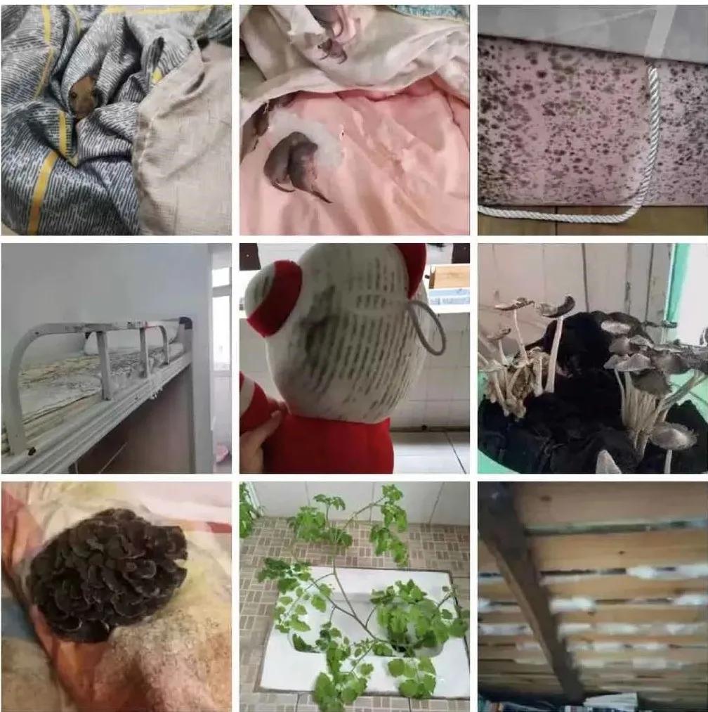 开学被褥发霉怎么办,宿舍被子受潮发霉怎么办