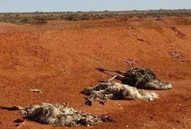 人类面临的生态困境包括哪,生态农业的可能性以及前景