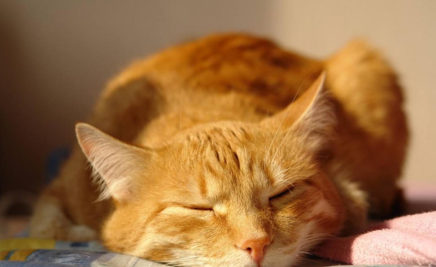 喵星人的报复行为,猫咪记仇怎样才会让它原谅