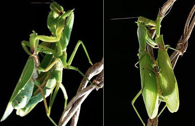昆虫界的顶尖杀手,昆虫界的生存法则也残忍