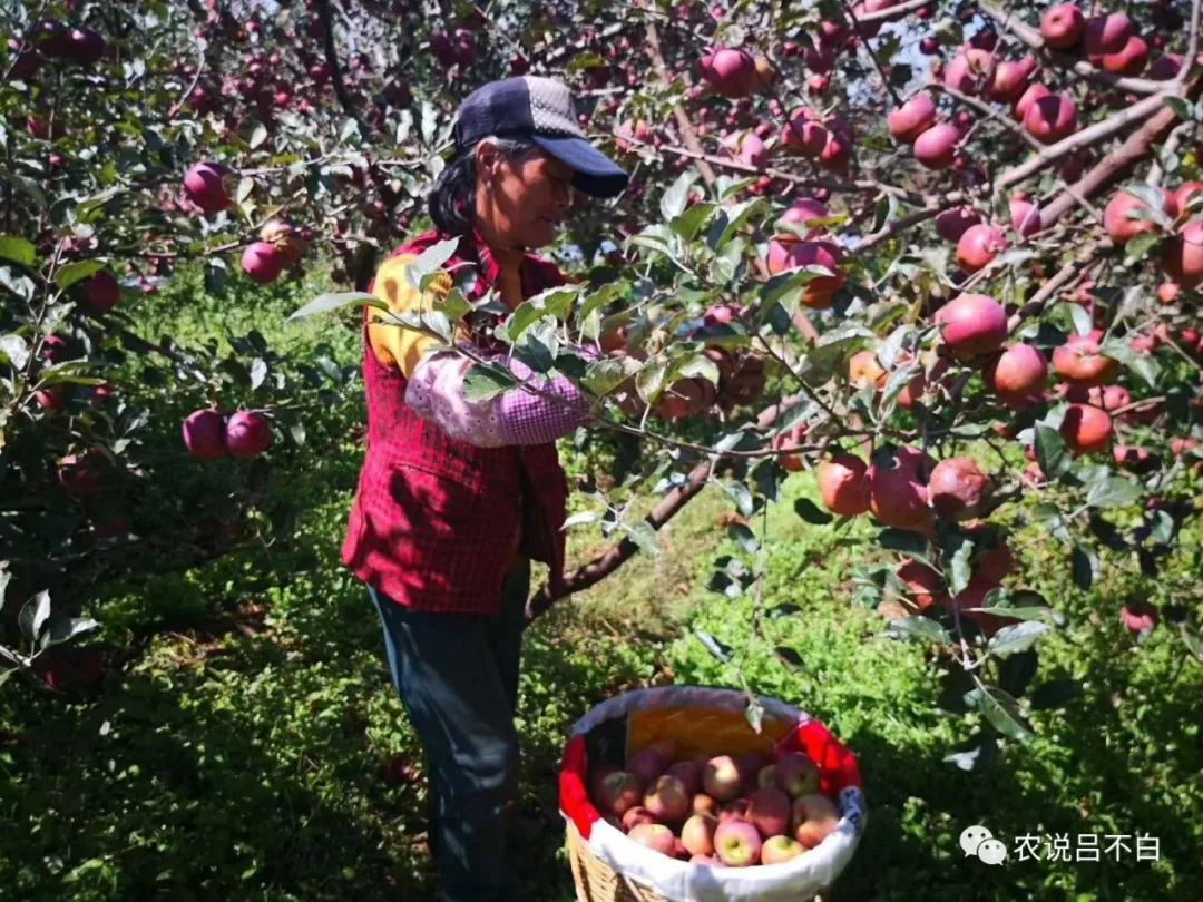 苹果怎么防止边缘误触,苹果如何防止碰伤