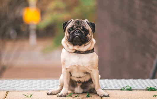 狗子疫苗怎么打避坑,狗子每年都要打疫苗吗