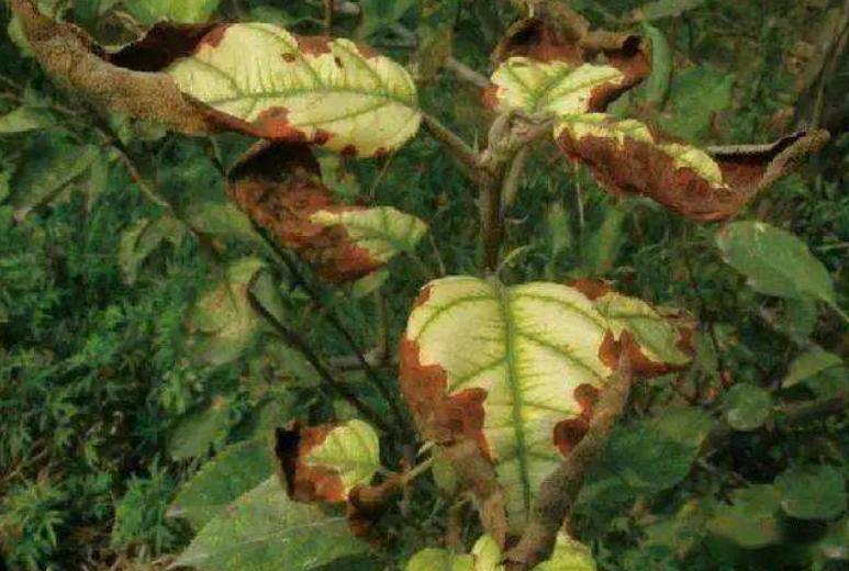 三角梅缺铁黄叶怎么补铁,为什么植物缺铁叶子会黄