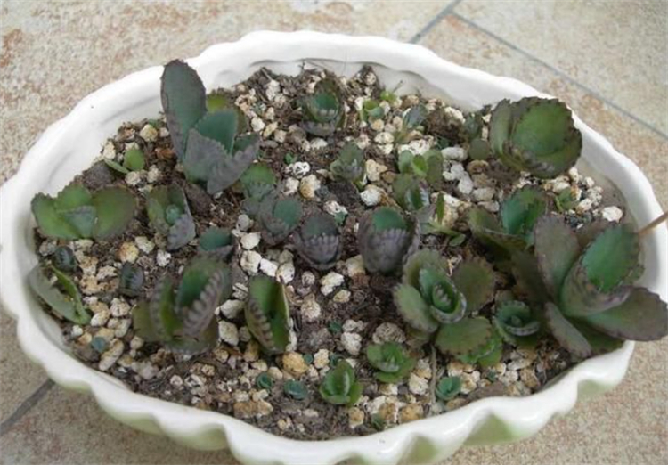 落地生根不死鸟多肉,多肉不死鸟怎么养能爆盆