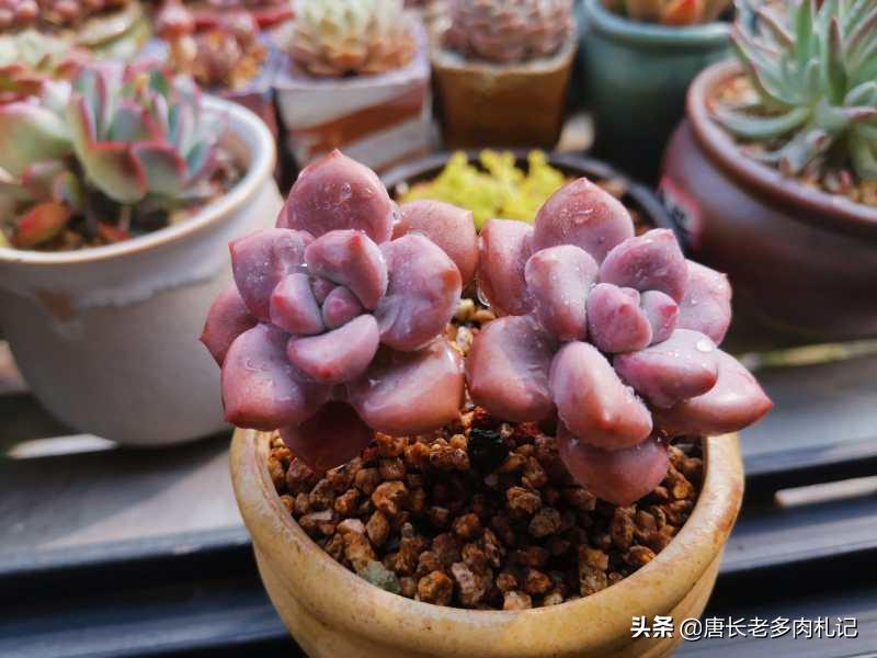 不怕晒的多肉该有哪几种,肉友喜欢的多肉品种