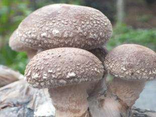 这些蔬菜有助于长高你知道吗,什么蔬菜促进消化最好