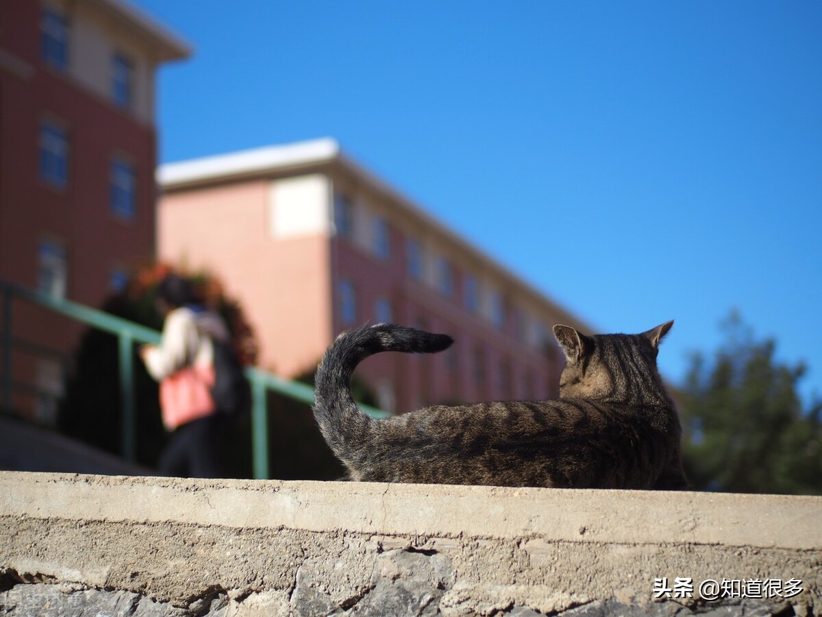 大连的一流大学,大连哪几所高校最好