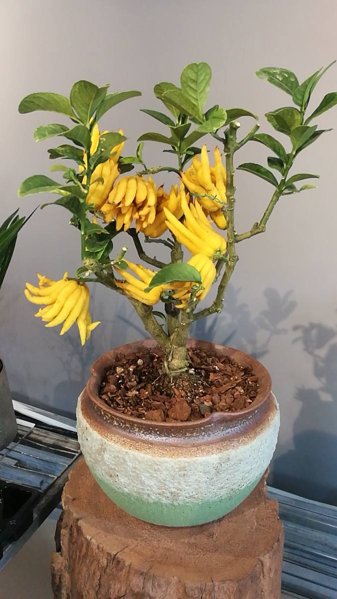 盆景佛手怎么养殖的视频,佛手树桩盆景制作教程