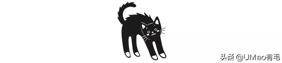 不许猫咪咬东西,不要溺爱猫咪