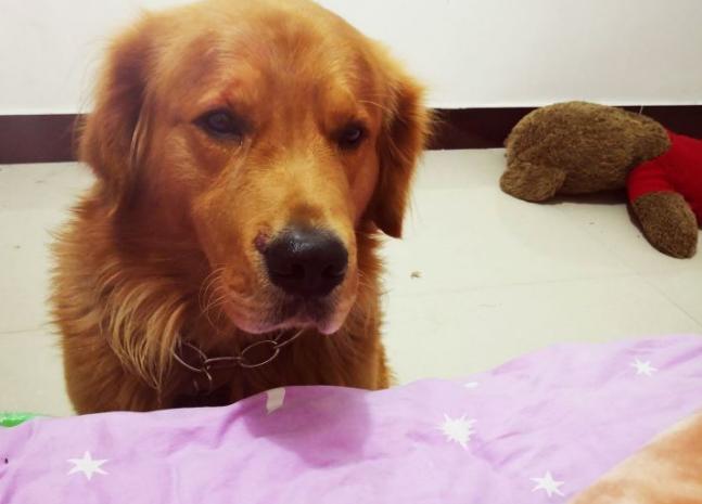 狗狗换新主人多久能适应,狗狗换了主人后会有什么表现