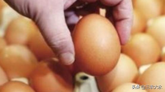 最简单孵化小鸡没有细沙,孵化小鸡教程不用孵化箱