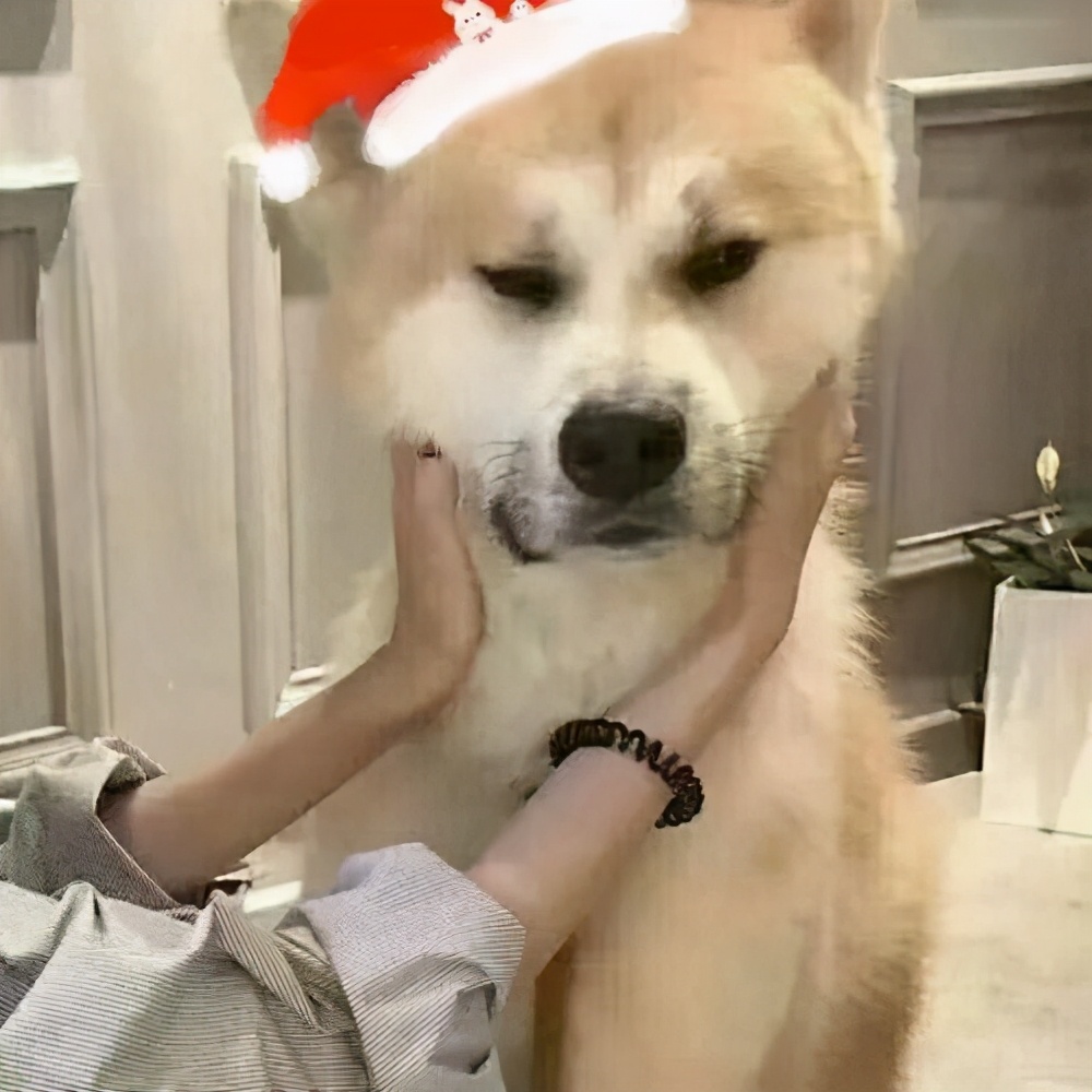 宠物创意名字,迷你世界宠物取什么名字好听