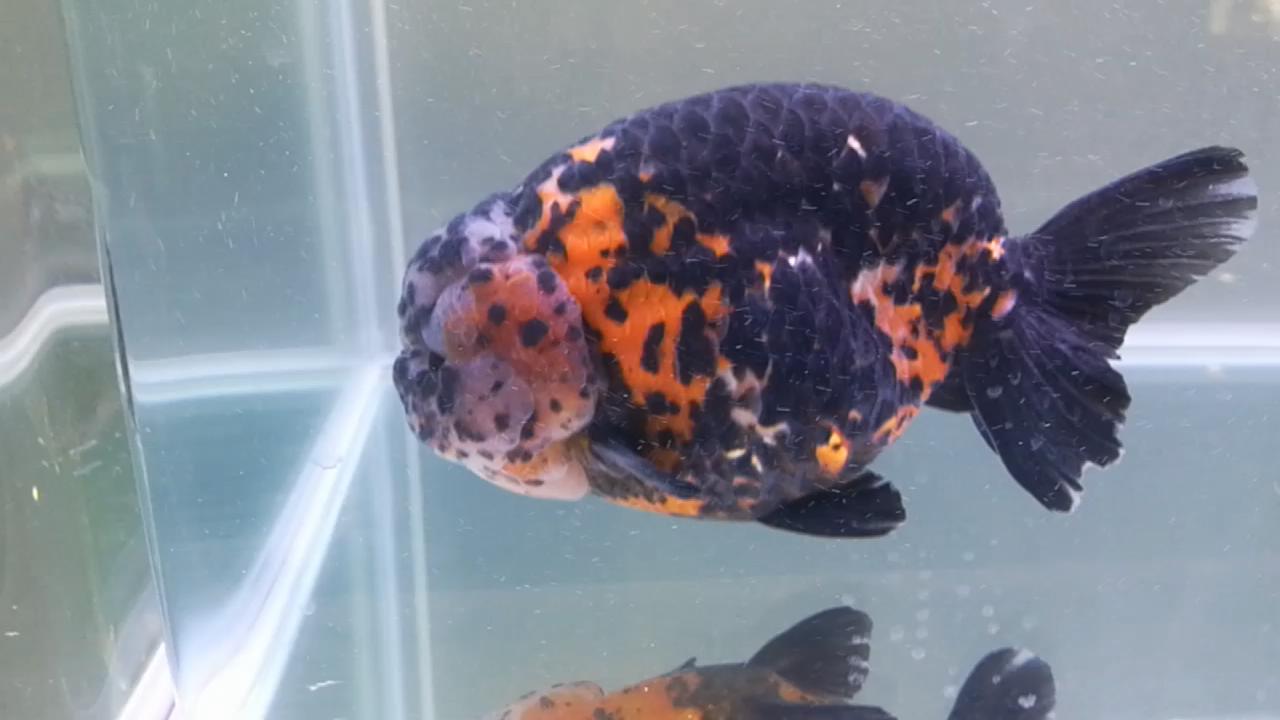 兰寿金鱼水质不好得病了怎么办,兰寿金鱼品相不好淘汰怎么处理